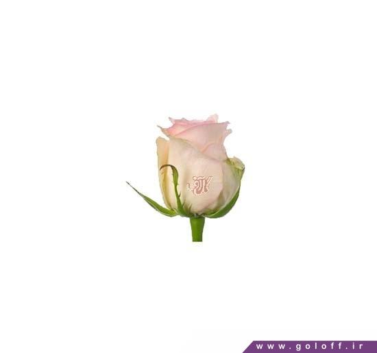 سفارش گل رز - گل رز هلندی سنوریتا - Rose | گل آف